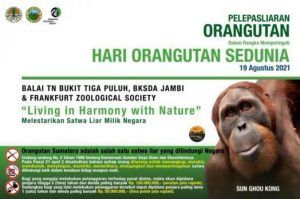 KLHK Lepasliarkan Sun Ghou Kong Pada Peringatan Hari Orangutan Sedunia