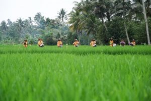 Menparekraf Dorong Optimalisasi Wisata Edukasi Peternakan di Desa Wisata Cisande