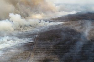 Perusahaan Pemicu Kebakaran Hutan di Kalteng Divonis Bayar Ganti Rugi Rp175,1 Miliar