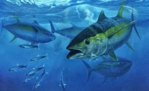 Gandeng Platfrom Niaga Elektronik, Kemendag Lepas 27 Ton Ikan Tuna Sirip Kuning ke Vietnam