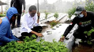 Dialog dengan Presiden, Petani Ungkapkan Manfaat Lumbung Pangan bagi Mereka