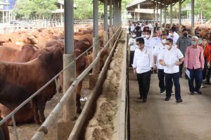 Kunjungi Peternakan Sapi, Mentan SYL Jamin Pasokan Daging, Aman