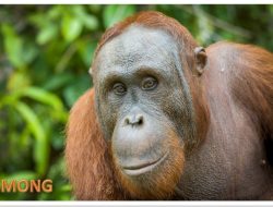 Usai Jalani Rehabilitasi, Lima Individu Orangutan Dilepasliarkan