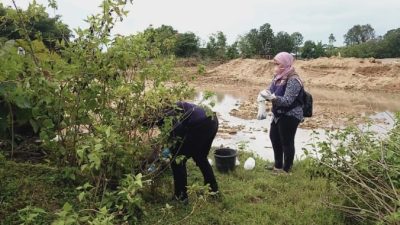 Dua Ekor Sapi Mati Mendadak di Maros, Ada Apa?