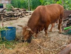 Sapi Seberat 1 ton dari Presiden Dikurbankan di Selayar