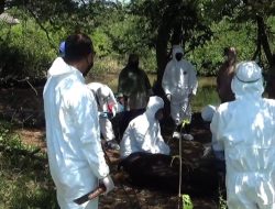 PMK Menyerang Ternak di Kecamatan Moncongloe