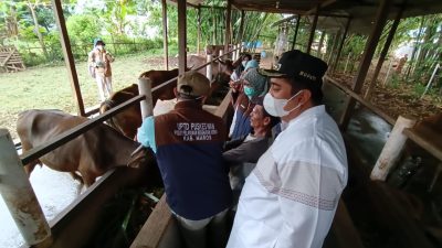Opd Maros Sumbang 27 Ekor Sapi Kurban di Perayaan Idul Adha