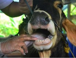 Dinas Pertanian dan Peternakan Kabupaten Maros Lakukan Vaksinasi Pada Hewan Ternak