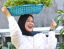 Kunjungi Longwis Bara-Baraya, Fatma Panen Selada