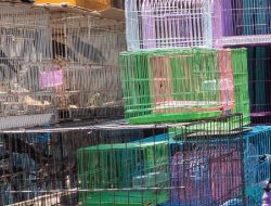 Pemerintah Kabupaten Maros Jadikan Pasar Rakyat Maros Baru Sebagai Pasar Hobi