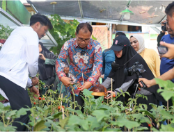 Kunjungi Longwis Haderslev Kelurahan Maloku, Danny Pomanto Panen Tomat dan Pakcoy