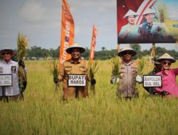 Pangdam XIV Hasanuddin Bersama Bupati Maros Gelar Panen Raya Padi Ciherang