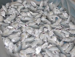 Sertifikasi CPIB Jadi Langkah Penting Implementasikan Ekonomi Biru di Sektor Budidaya