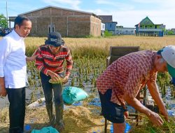 Maros Lumbung Beras Sulsel, Presiden: Surplus Panen Bisa untuk Daerah Lain
