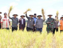 Jamaah Tani Muhammadiyah Panen Raya, Bupati Wajo Dukung Integrated Farming