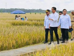Presiden Minta Badan Pangan Nasional Hitung Harga Gabah Kering Petani