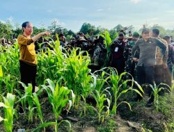 Harapan Petani Kabupaten Keerom terhadap Lumbung Pangan Jagung
