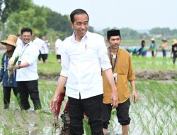 Presiden Jokowi Tanam Padi Bersama Petani