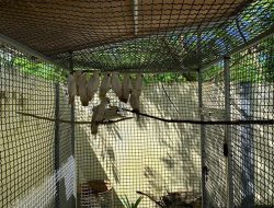 Melalui Operasi Senyap, BKSDA Maluku Berhasil Mengamankan 91 Ekor Satwa Liar Dilindungi