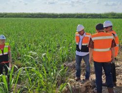 Indonesia Berhasil Membangun Industri Gula Terintegrasi di Lahan Rawa