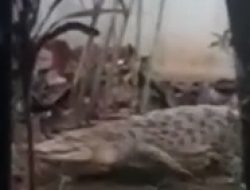 Buaya 2 Meter Nyelonong Masuk Sekolah SMP Angkasa Kabupaten Maros