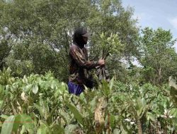 KAHMI MD Maros Mendukung Program Penanaman Mangrove di Desa Ampekale