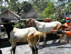 Satgas Keluarkan Aturan Lalu Lintas Hewan dan Produk Rentan PMK untuk Iduladha