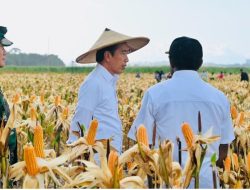 Presiden Jokowi Tinjau Ladang Jagung di Kabupaten Keerom untuk Meningkatkan Produktivitas