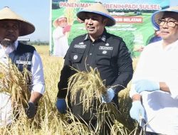 Bupati Maros Dampingi Gubernur Sulsel di Acara Panen Padi Program “Benih Mandiri”
