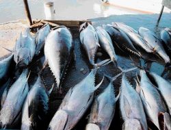 Kemenperin Dukung Pengolahan Ikan di Kabupaten Sinjai