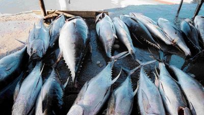Kemenperin Dukung Pengolahan Ikan di Kabupaten Sinjai