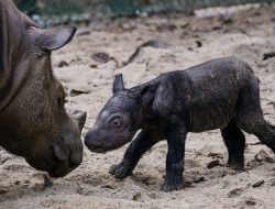 Menteri LHK Sampaikan Kelahiran Satu Ekor Badak Sumatera di Taman Nasional Way Kambas