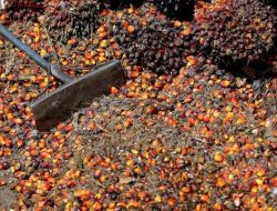 Pemerintah Akan Tindak Hukum Perusahaan Sawit yang Gunakan Tanah Ilegal