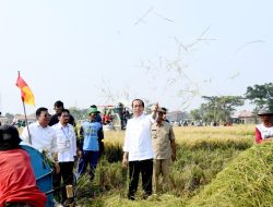 Presiden Jokowi: Panen Raya di Subang Meningkatkan Cadangan Beras