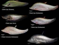 Penemuan Kembali Ikan Belida C. lopis di Indonesia Membantah Kepunahannya
