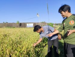 Jamaah Tani Muhammadiyah Akan Gelar Panen Perdana di Demplot Kec. Maros Baru