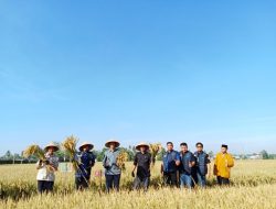 Panen Perdana Jamaah Tani Muhammadiyah: Momentum Keberhasilan Pemberdayaan Petani