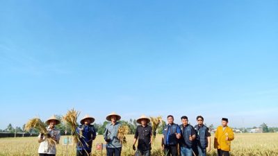 Panen Perdana Jamaah Tani Muhammadiyah: Momentum Keberhasilan Pemberdayaan Petani