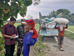 BULOG Tetap Serap Gabah dan Beras Meski Hari Libur