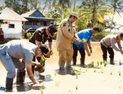 Bupati Maros dan Forkopimda Ikut Tanam Padi Serentak Bersama Presiden RI di 14 Provinsi