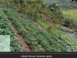 BBTNKS Tegaskan Ladang Ganja Ditemukan di Luar Kawasan Taman Nasional Kerinci Seblat