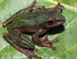 Tim BRIN Temukan Spesies Baru Katak Pohon Endemik Sulawesi