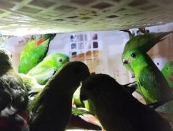 Penyelundupan Puluhan Burung Liar Digagalkan di Pelabuhan Bakauheni