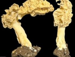 Jamur Baru Dunia Ditemukan di Gunung Rinjani, Lombok