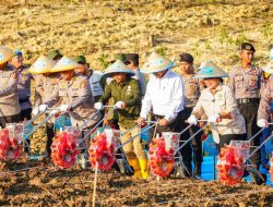 Penanaman Jagung Serentak Dukung Ketahanan Pangan Nasional
