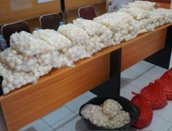 KKP Gagalkan Penyelundupan 5.400 Telur Penyu di Kalbar
