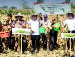 Bupati Maros Dampingi Menteri Pertanian pada Kegiatan Panen Raya Jagung Serentak