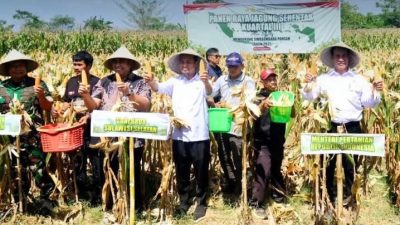 Bupati Maros Dampingi Menteri Pertanian pada Kegiatan Panen Raya Jagung Serentak