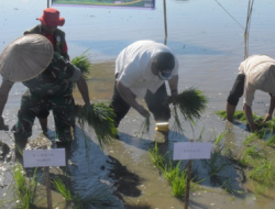 Bupati Maros Pimpin Tanam Padi Serentak MT 200 di Bontoa, Perkuat Ketahanan Pangan Daerah