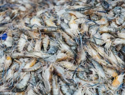 Budidaya Udang di Tambak Bermangrove Terbukti Lebih Produktif